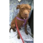 Pit bull red nose Femmina 18 mesi Santina in Adozione! - Foto n. 1