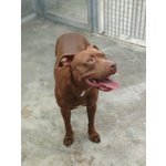 Pit bull red nose Femmina 18 mesi Santina in Adozione! - Foto n. 4