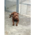 Pit bull red nose Femmina 18 mesi Santina in Adozione! - Foto n. 5