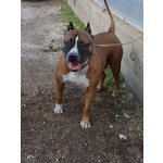 Pit bull Femmina 4 anni rose in Adozione! - Foto n. 2