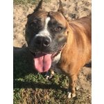Pit bull Femmina 4 anni rose in Adozione! - Foto n. 3