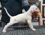 Disponibile Cucciola di Boxer Bianca - Foto n. 1