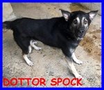 Dotto Spock Lupacchiotto 3 anni Buono e Coccolone