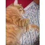 Bellissimo Gatto Rosso Tigrato Affettuoso e Pulito - Foto n. 2