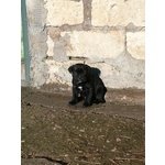 Cane Corso Cuccioli - Foto n. 3