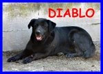 Diablo Simil Labrador 11 anni in Canile da Quando ne Aveva 1
