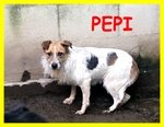 Pepi Adozione D'amore Nonnina Simil jack Russel Spaventata