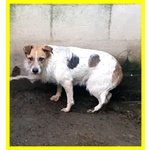 Pepi Adozione D'amore Nonnina Simil jack Russel Spaventata - Foto n. 4
