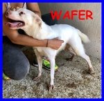Wafer Coccolosissimo Simil Labrador 4 anni Tutta la vita in Canile