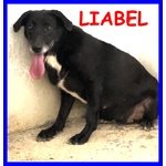 Liabel 4 anni in Canile da Cucciola non ha mai Avuto Niente Dalla Vita