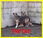 Tretre Adozione D'amore Pastorelli Senza Speranza