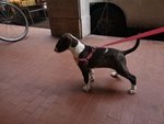 Bull Terrier Inglese Standard - Foto n. 2