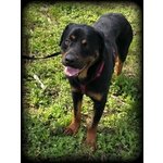 Carlos Rottweiler - Foto n. 2