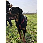 Carlos Rottweiler - Foto n. 3