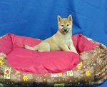 Cucciolo di Shiba inu Maschio