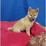 Cucciolo di Shiba inu Maschio - Foto n. 2