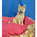 Cucciolo di Shiba inu Maschio - Foto n. 5