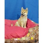 Cucciolo di Shiba inu Maschio - Foto n. 6