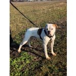 Odino, Giovane Bulldog Americano