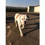 Odino, Giovane Bulldog Americano - Foto n. 4