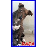 Raja Meravilgiosa Simil Pitbullina 2 anni si Nasconde Impaurita