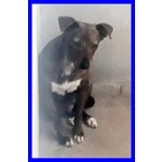 Raja Meravilgiosa Simil Pitbullina 2 anni si Nasconde Impaurita - Foto n. 2