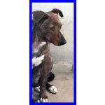 Raja Meravilgiosa Simil Pitbullina 2 anni si Nasconde Impaurita - Foto n. 3