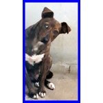 Raja Meravilgiosa Simil Pitbullina 2 anni si Nasconde Impaurita - Foto n. 4