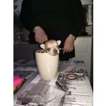 Chihuahua Mini - Foto n. 1