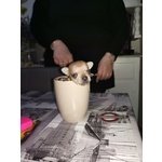 Chihuahua Mini