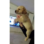 Labrador Cuccioli con Pedigree - Foto n. 5