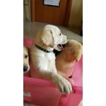 Labrador Cuccioli con Pedigree - Foto n. 6