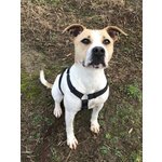 Ziva, Dolcissima mix Pitbull