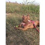 Aisha. Bella e Dolce Pitbull, Taglia Piccola