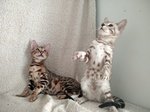 Bengal Cuccioli - Foto n. 3