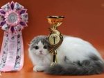 Scottish Fold - Foto n. 1