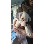 Disponibile Cucciola di Boxer Bianca - Foto n. 4