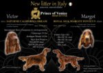 CUCCIOLATA di Setter Irlandese