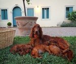 Cucciolata di Setter Irlandese - Foto n. 5