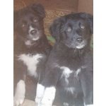Cucciole Incrocio Maremmano/border Collie