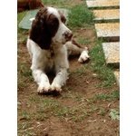 Dolcissimo Springer Spaniel - Foto n. 1