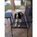 Dolcissimo Springer Spaniel - Foto n. 2