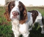 Dolcissimo Springer Spaniel - Foto n. 3