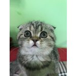 Scottish fold Cheyenne Femmina Tricolore