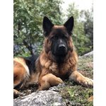 🐶 Pastore Tedesco femmina di 8 anni e 4 mesi in accoppiamento a Riva del Garda (TN) da privato