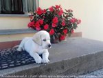 Cuccioli Labrador Biondi Marroni e neri con Pedigree