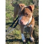Jade, Giovane Pitbull Femmina