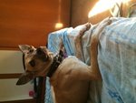 Cagnolina 4 anni in Regalo