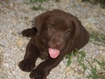 Cuccioli Labrador Biondi Marroni e neri con Pedigree - Foto n. 3