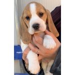 Cuccioli di Beagle